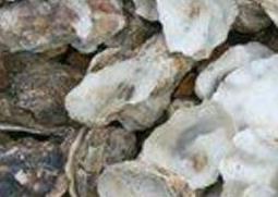 海蛎壳的药用价值与功效作用 牡蛎壳药用的功效与作用