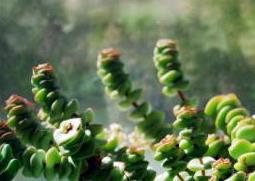 钱串子的养殖方法 多肉钱串子的养殖方法