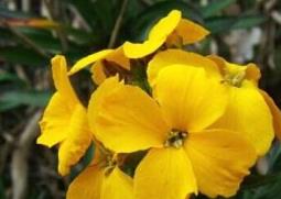 桂竹香的功效与作用（桂花香的作用与功效）