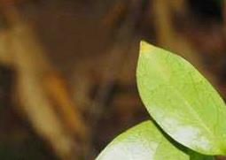 青风藤图片（野生青风藤图片）