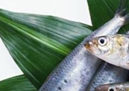 沙丁鱼的功效与作用 沙丁鱼的功效与作用中用法禁忌专网