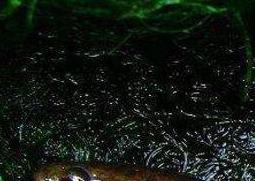 七星鱼的功效与作用（七星鱼的功效与作用及食用方法）