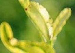 果树黄叶病如何治 果树黄叶是什么原因?怎么治病