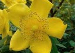 金丝梅的药用价值 金丝梅的药用价值是什么