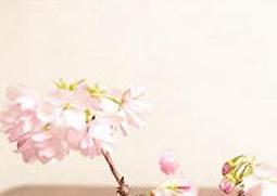 樱花树的养殖注意事项（樱花树的养殖注意事项是什么）