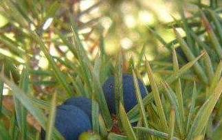 杜松浆果的功效与作用 杜松浆果的功效与作用