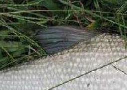 武昌鱼和鳊鱼的区别 武昌鱼和鳊鱼的区别视频