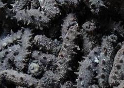 盐渍海参如何保存 盐渍海参如何保存方法