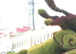 五色苋的功效与作用 三色苋的功效与作用