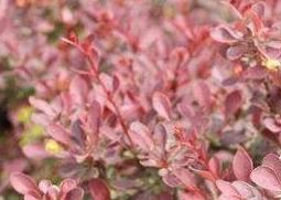 紫叶小檗的用途和应用（紫叶小檗的用途和应用功效）