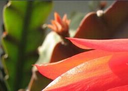 令箭荷花的功效与作用（令箭荷花的功效和吃法大全）