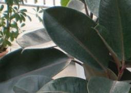 植物黑金刚的栽培养殖方法 植物黑金刚的栽培养殖方法视频
