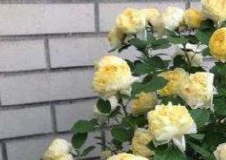 金丝雀花的养殖方法 金丝雀花的养殖方法和技术