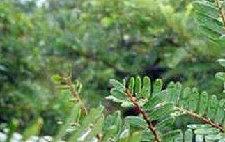 油柑子的功效与作用（橄榄果的功效与作用）