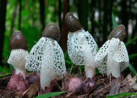 竹荪种植技术要点 种植方法技巧总结