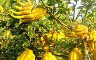 佛手柑怎么吃 佛手柑怎么吃 佛手的食用方法