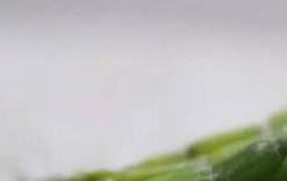 霍山石斛的功效与用法 霍山石斛的功效与用法石斛禁忌