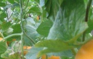 金蜜瓜的营养价值（金蜜瓜的营养价值和功效）