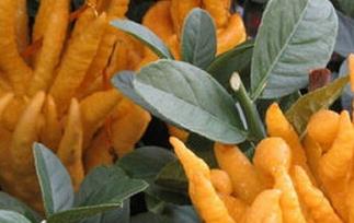 佛手柑的功效与作用（佛手柑的功效与作用及禁忌）