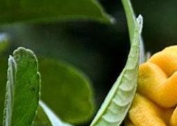 佛手柑纯露的功效与作用（佛手柑纯露的功效与作用及禁忌）