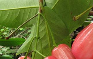 水蒲桃图片（水蒲桃图片价格）