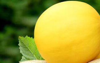 蜜瓜的功效与作用（蜜瓜的功效与作用是什么）