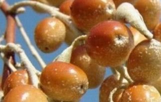 沙枣的功效与作用（沙枣的功效与作用禁忌）