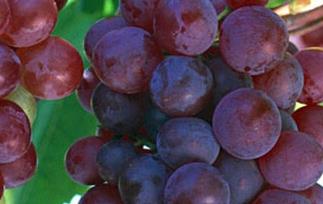 吐鲁番红葡萄的功效与作用 吐鲁番葡萄的营养价值