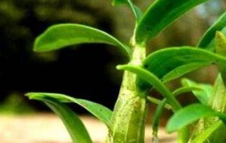 霍山石斛怎么吃最好 霍山石斛怎么吃比较好
