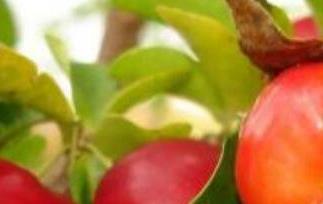 针叶樱桃的功效与作用 针叶樱桃粉的功效与作用
