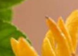 佛手柑精油怎么使用（佛手柑精油怎么使用视频）