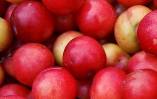 李子、杏、桃、油桃营养价值比较 李子和油桃哪个营养价值高