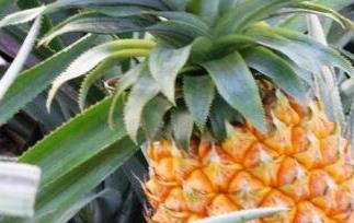 广东山菠萝怎么吃（山菠萝的功效与作用山菠萝怎么吃）