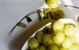 油柑子的功效与作用及常见用法（油柑子的功效与作用及常见用法图片）