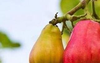 腰果梨的营养价值与功效 腰果果梨好吃吗