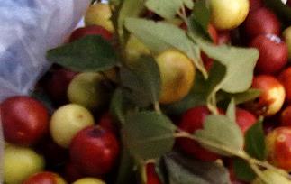 酸枣的营养价值与功效（酸枣的营养价值与功效与作用）