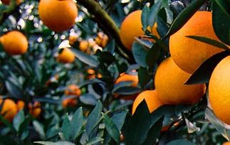 温州蜜橘的功效与作用（柑橘蜜有什么功效）