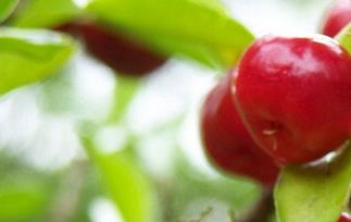 针叶樱桃的功效和作用 针叶樱桃的功效和作用禁忌