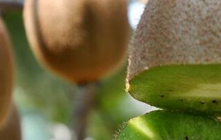 庐山香猕猴桃的功效与作用 山猕猴桃的功效与作用吃法