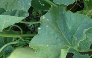 白兰瓜的功效与作用（白兰瓜的功效与作用及禁忌）