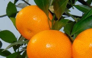 临海蜜橘品种和栽培技术 临海蜜橘品种和栽培技术介绍