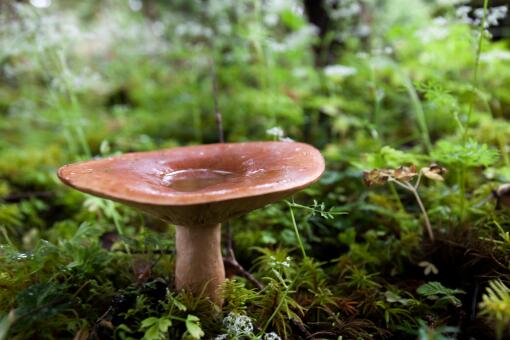 如何辨别有毒蘑菇 如何辨别有毒蘑菇的真假