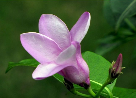 紫蝉花的种植方法，养护紫蝉花的注意事项