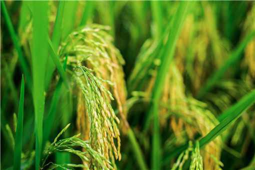 2021年高产水稻前十名的品种有哪些（2020年高产前十名的水稻品种）
