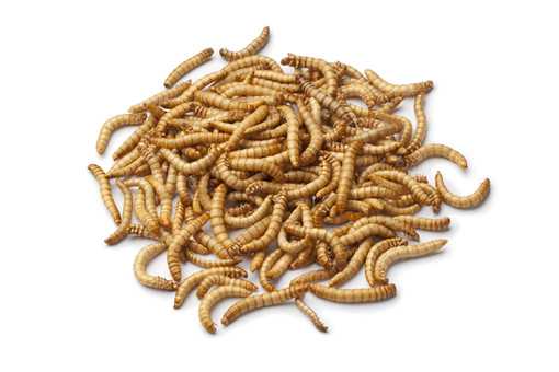 黄粉虫养殖技术要点有哪些 黄粉虫各阶段的养殖技术要点