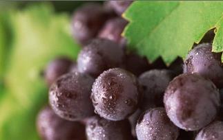 紫葡萄营养价值和保健作用（紫葡萄的营养价值和功效与作用）