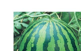 西瓜食疗作用和西瓜菜肴（西瓜的食疗作用）