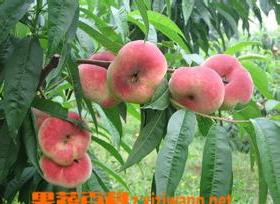 蟠桃果的品种和营养价值 蟠桃果的品种和营养价值及图片