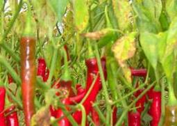 经常吃辣有什么好处（经常吃辣有什么好处和坏处）