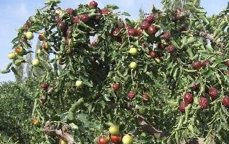 沙枣的介绍 沙枣是什么样的